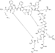 Tachyplesin I