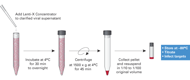 Concentrate lentiviral supernatants without ultracentrifugation - Gene function - Takara Bio