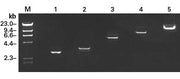 cDNA library construction kits - mRNA and cDNA synthesis - Takara Bio
