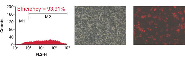 Xfect mouse embryonic stem cell transfection reagent - Gene function - Takara Bio