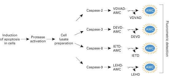 Caspase assays—colorimetric and fluorescent kits - Gene function - Takara Bio