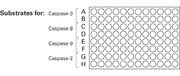 Caspase assays—colorimetric and fluorescent kits - Gene function - Takara Bio