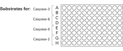 Caspase assays—colorimetric and fluorescent kits - Gene function - Takara Bio
