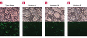 Xfect mouse embryonic stem cell transfection reagent - Gene function - Takara Bio