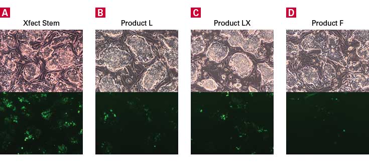 Xfect mouse embryonic stem cell transfection reagent - Gene function - Takara Bio