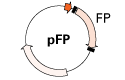 tdTomato fluorescent protein - Gene function - Takara Bio
