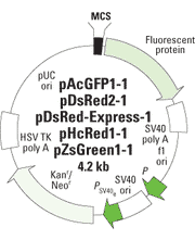 Fluorescent protein vectors for promoter studies - Gene function - Takara Bio