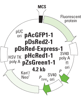 Fluorescent protein vectors for promoter studies - Gene function - Takara Bio