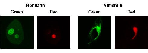 Photoconvertible fluorescent proteins - Gene function - Takara Bio