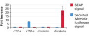 Luciferase reporters—Ready-To-Glow secreted luciferase assay - Gene function - Takara Bio