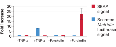 Luciferase reporters—Ready-To-Glow secreted luciferase assay - Gene function - Takara Bio