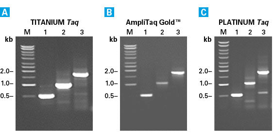 RACE-ready cDNA: mouse - mRNA and cDNA synthesis - Takara Bio