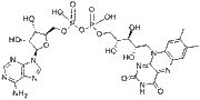Flavin Adenine Dinucleotide