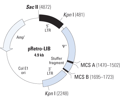cDNA library construction kits - mRNA and cDNA synthesis - Takara Bio