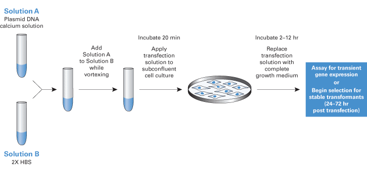 Calcium phosphate transfection kit - Gene function - Takara Bio