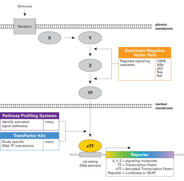Signal transduction dominant negative vectors - Gene function - Takara Bio