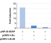 Signal transduction dominant negative vectors - Gene function - Takara Bio