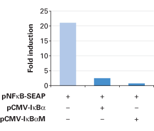 Signal transduction dominant negative vectors - Gene function - Takara Bio