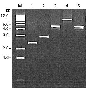 RACE-ready human cDNA: blood & immune system - mRNA and cDNA synthesis - Takara Bio