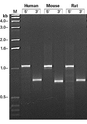 RACE-ready human cDNA: blood & immune system - mRNA and cDNA synthesis - Takara Bio