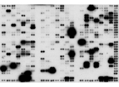 ExpressHyb Hybridization Solution - mRNA and cDNA synthesis - Takara Bio