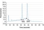 Human total RNA: cancer & cancer cell line - mRNA and cDNA synthesis - Takara Bio