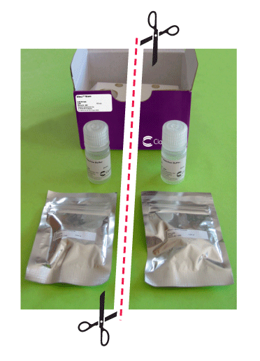 Xfect Transfection Reagent - Gene function - Takara Bio