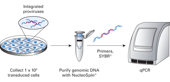 Integrated lentivirus copy number quantification - Gene function - Takara Bio