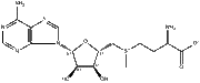 S-Adenosyl-L-Methtonine