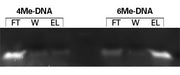 TALON PMAC Magnetic Phospho Enrichment Kit - Protein research - Takara Bio