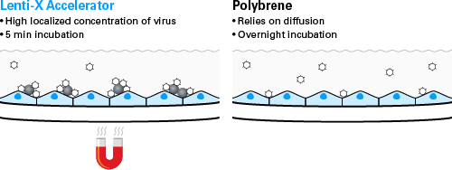 30-minute lentiviral transduction without polybrene - Gene function - Takara Bio