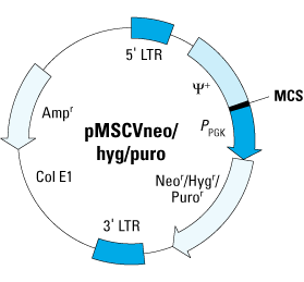 MSCV retrovirus system - Gene function - Takara Bio