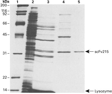 Antibody purification resins—an alternative to Protein A - Protein research - Takara Bio
