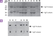 Antibody purification resins—an alternative to Protein A - Protein research - Takara Bio