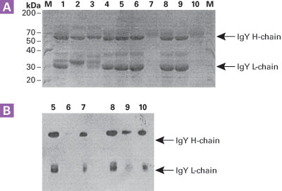 Antibody purification resins—an alternative to Protein A - Protein research - Takara Bio