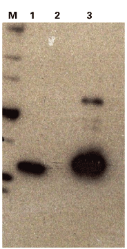 Photoactivatable mCherry fluorescent protein - Gene function - Takara Bio