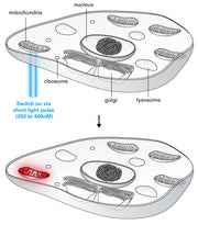 Photoactivatable mCherry fluorescent protein - Gene function - Takara Bio