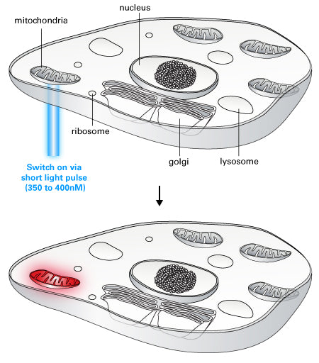 Photoactivatable mCherry fluorescent protein - Gene function - Takara Bio