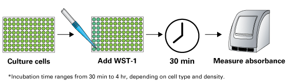 WST-1 cell proliferation assay kit - Gene function - Takara Bio