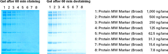 TaKaRa CBB Protein Safe Stain - Protein research - Takara Bio