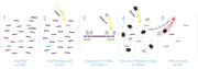 RiboGone - Mammalian—low-input ribosomal RNA removal kit for human, mouse, and rat samples - Next-generation sequencing - Tak