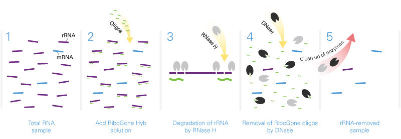 RiboGone - Mammalian—low-input ribosomal RNA removal kit for human, mouse, and rat samples - Next-generation sequencing - Tak