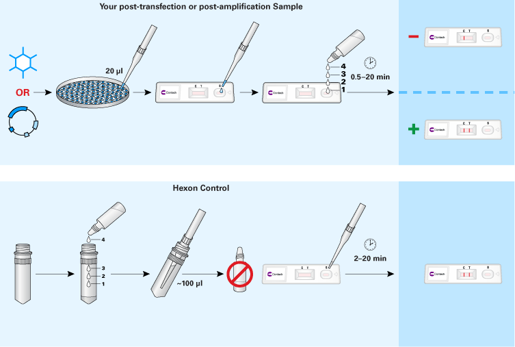 Adenovirus titration kits - Gene function - Takara Bio