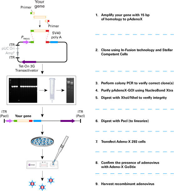 293 cells for adenoviral packaging - Gene function - Takara Bio