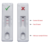 Adenovirus titration kits - Gene function - Takara Bio