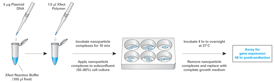 Xfect Transfection Reagent - Gene function - Takara Bio