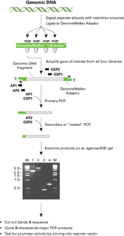 GenomeWalker kit: Identify sequences near your gene of interest - mRNA and cDNA synthesis - Takara Bio
