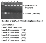 Exonuclease I - Cloning - Takara Bio