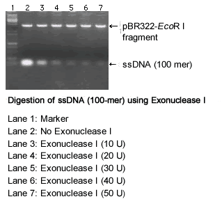 Exonuclease I - Cloning - Takara Bio