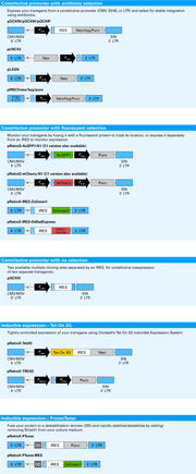 Concentrate retroviral supernatants without ultracentrifugation - Gene function - Takara Bio